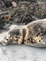 Image result for Halichoerus grypus