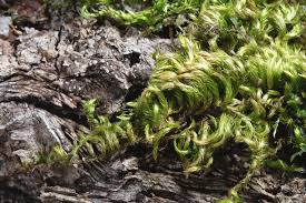 Attēlu rezultāti vaicājumam “Homalothecium sericeum”