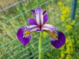 Attēlu rezultāti vaicājumam “Iris pseudacorus flower”