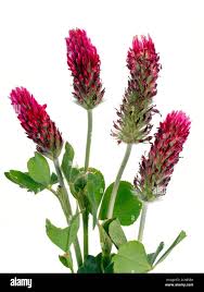 Image result for Trifolium incarnatum