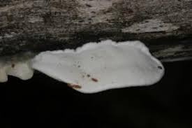 Attēlu rezultāti vaicājumam “Skeletocutis”