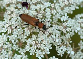 Attēlu rezultāti vaicājumam “Anogcodes melanurus”