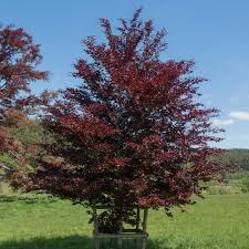 Attēlu rezultāti vaicājumam “Fagus sylvatica fo. purpurea”