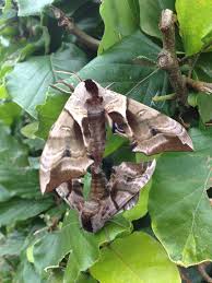 Attēlu rezultāti vaicājumam “Ctenicera pectinicornis male”