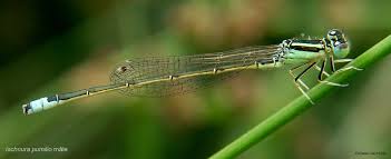 Attēlu rezultāti vaicājumam “Ischnura pumilio”