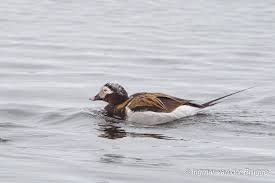 Attēlu rezultāti vaicājumam “Clangula hyemalis male”