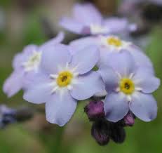 Attēlu rezultāti vaicājumam “Myosotis scorpioides bud”