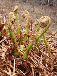 Attēlu rezultāti vaicājumam “Dryopteris expansa”