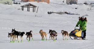 Image result for Team Ice Fire British Sled Dog Racing Team
