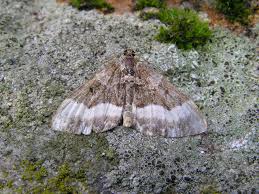 Attēlu rezultāti vaicājumam “Euphyia unangulata”