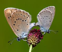 Attēlu rezultāti vaicājumam “Maculinea teleius underside”