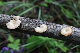 Attēlu rezultāti vaicājumam “Lentinus suavissimus”