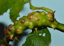 Attēlu rezultāti vaicājumam “Diastrophus rubi”