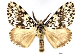 Attēlu rezultāti vaicājumam “Lymantria monacha imago”