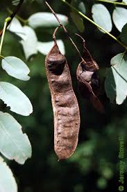 Attēlu rezultāti vaicājumam “Robinia pseudoacacia fruit”