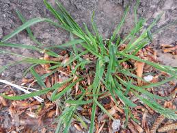 Attēlu rezultāti vaicājumam “Poa humilis”