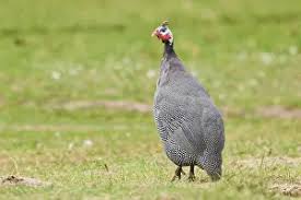 Attēlu rezultāti vaicājumam “Numida meleagris”