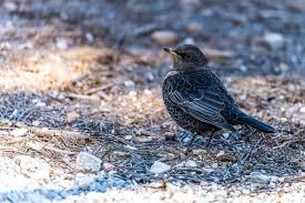Image result for Turdus torquatus