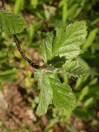 Attēlu rezultāti vaicājumam “Sorbus intermedia leaf”