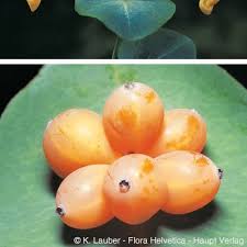 Attēlu rezultāti vaicājumam “Lonicera caprifolium fruit”