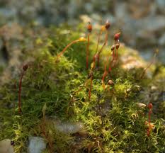 Attēlu rezultāti vaicājumam “Dicranella schreberiana”