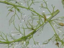 Attēlu rezultāti vaicājumam “Utricularia minor leaf”