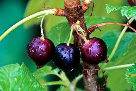 Attēlu rezultāti vaicājumam “Ribes nigrum fruit”