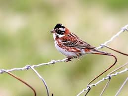 Image result for Emberiza rustica
