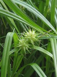 Attēlu rezultāti vaicājumam “Carex globularis flower”