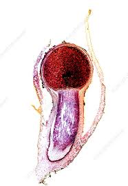 Attēlu rezultāti vaicājumam “Pellia epiphylla”