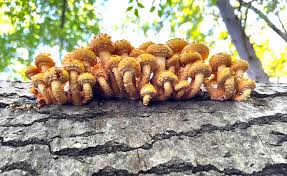 Attēlu rezultāti vaicājumam “Langermania gigantea”