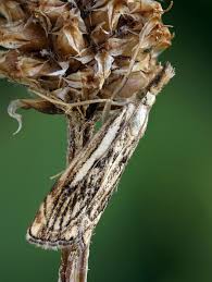 Attēlu rezultāti vaicājumam “Catoptria falsella”