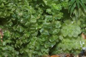 Attēlu rezultāti vaicājumam “Tritomaria”