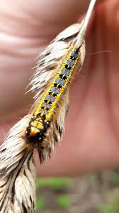 Attēlu rezultāti vaicājumam “Euthrix potatoria imago”