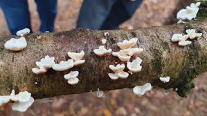 Attēlu rezultāti vaicājumam “Plicaturopsis crispa”