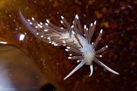 Attēlu rezultāti vaicājumam “Colloderma oculatum sessile”