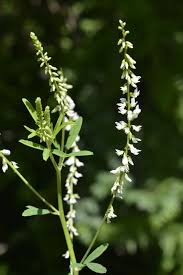 Attēlu rezultāti vaicājumam “Melilotus albus flower”