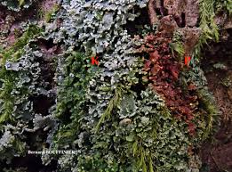 Attēlu rezultāti vaicājumam “Cladonia caespiticia”