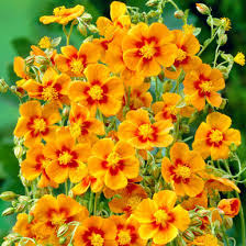 Attēlu rezultāti vaicājumam “Helianthemum x hybridum flower”