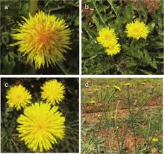 Attēlu rezultāti vaicājumam “Taraxacum officinale aggr.”