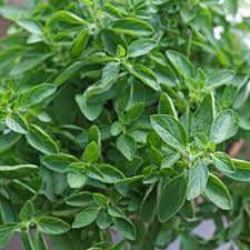 Image result for Oregano