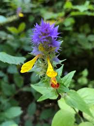 Attēlu rezultāti vaicājumam “Melampyrum nemorosum flower”