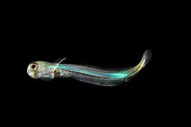 Image result for Coregonus lavaretus