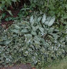 Image result for Lungenkraut