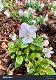 Attēlu rezultāti vaicājumam “Viola x williamsii flower”