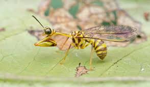 Attēlu rezultāti vaicājumam “Neuroptera”