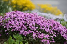 Image result for Phlox (großblumig)