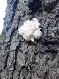 Attēlu rezultāti vaicājumam “Brefeldia maxima young”