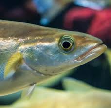 Image result for Pollachius pollachius