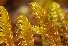 Attēlu rezultāti vaicājumam “Palustriella falcata”